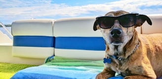 brown dog wearing sunglasses on blue textile