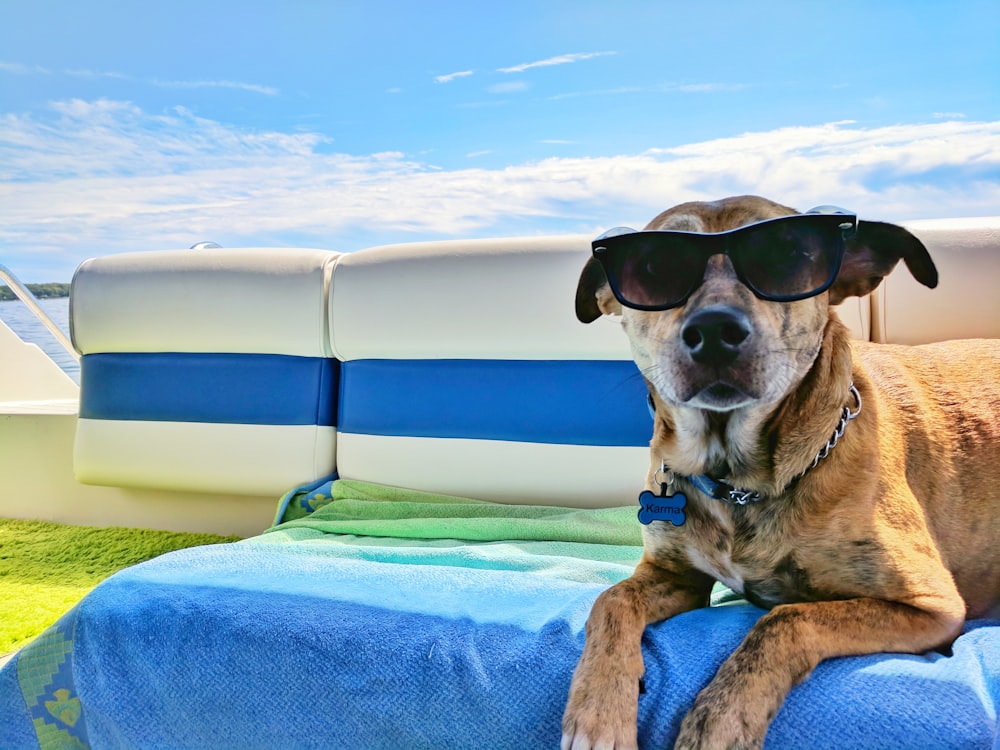 chien brun portant des lunettes de soleil sur textile bleu