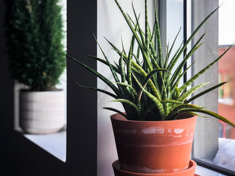 viper snake plant in pot beside window