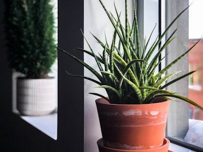 viper snake plant in pot beside window pot teams background