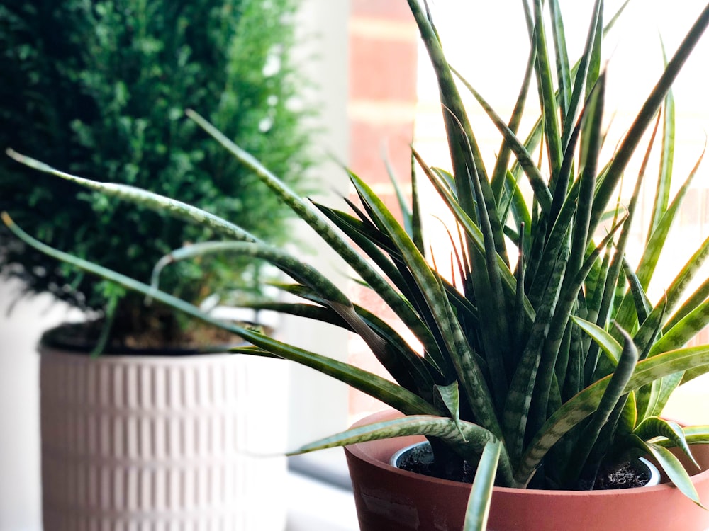 green plants on brown pot