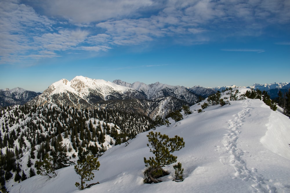 pine trees surrounded with snow