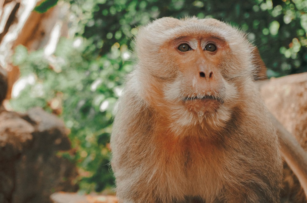 brown monkey near tree