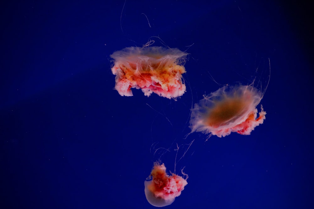 three red jellyfishes