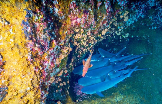 fish near coral reef underwater