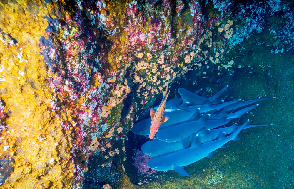 水中のサンゴ礁の近くで魚