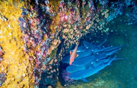 A group of sharks is nestled in a rocky crevice underwater, surrounded by brightly colored coral formations. The textures of the corals are vibrant, with shades of orange, pink, and yellow contrasting against the deep blue hues of the water.