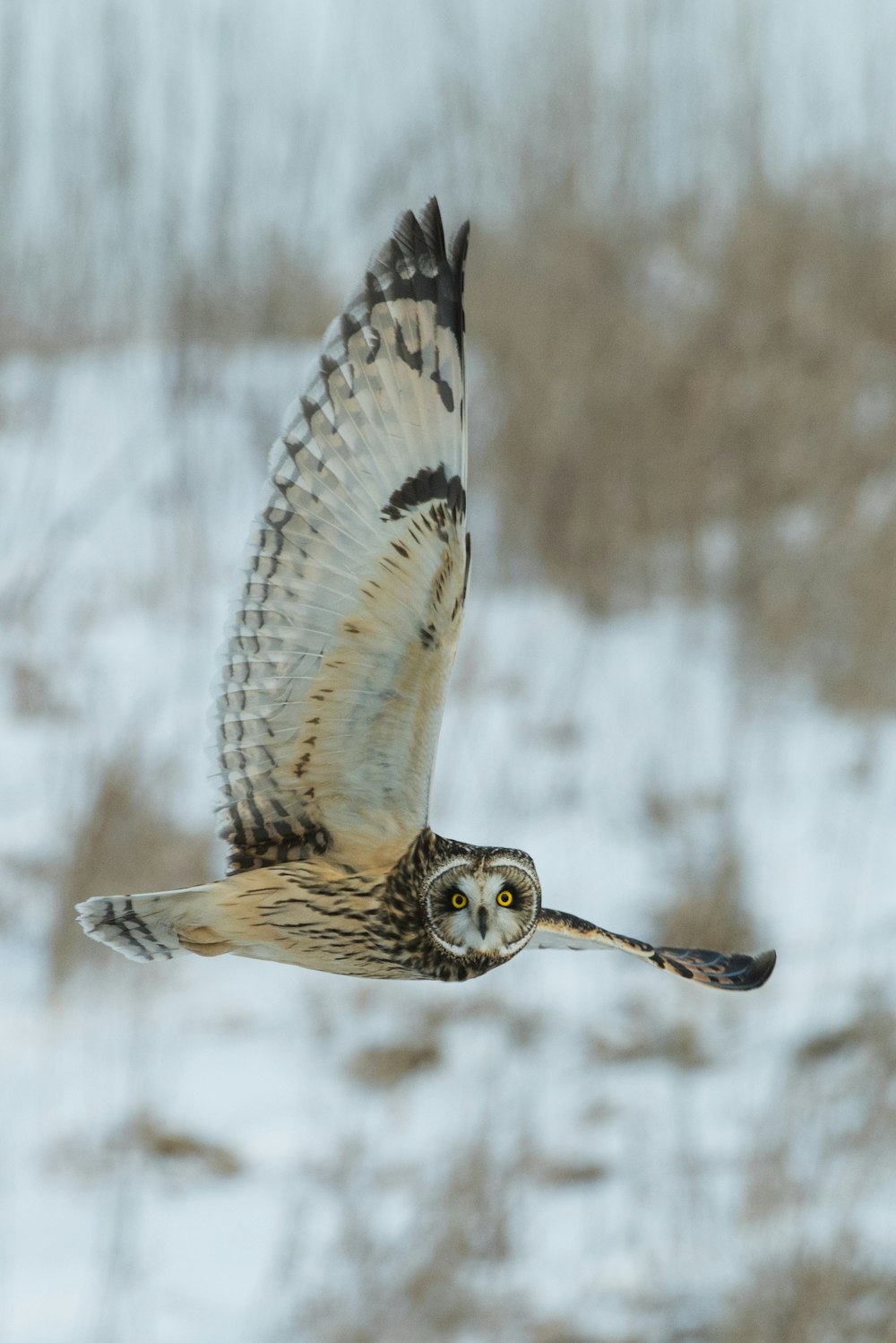 Zeitrafferfotografie des Eulenflugs