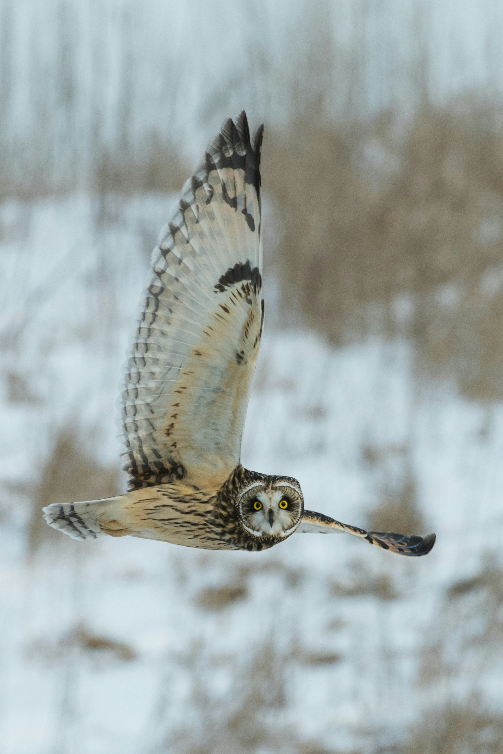An  exceptional day for photographing owls in the wild! After days of snow and cold, the owls were very active and obviously hungry, taking to the air in the afternoon (generally they take to the air around dusk).  In the area there were about twenty owls , with as many as ten visible at one time.