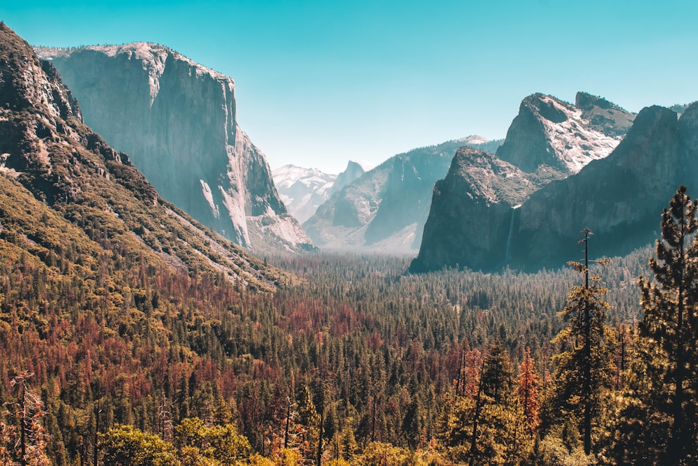 forest and mountain scenery