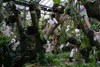 A lush greenhouse filled with various orchids and tropical plants. The scene is dominated by wooden structures supporting potted plants, with white and pink flowers cascading down. The glass roof allows natural light to filter through, highlighting the verdant greenery and floral blooms.