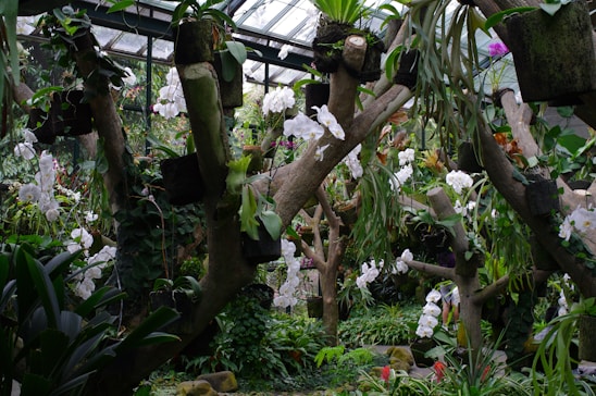 A lush greenhouse filled with various orchids and tropical plants. The scene is dominated by wooden structures supporting potted plants, with white and pink flowers cascading down. The glass roof allows natural light to filter through, highlighting the verdant greenery and floral blooms.