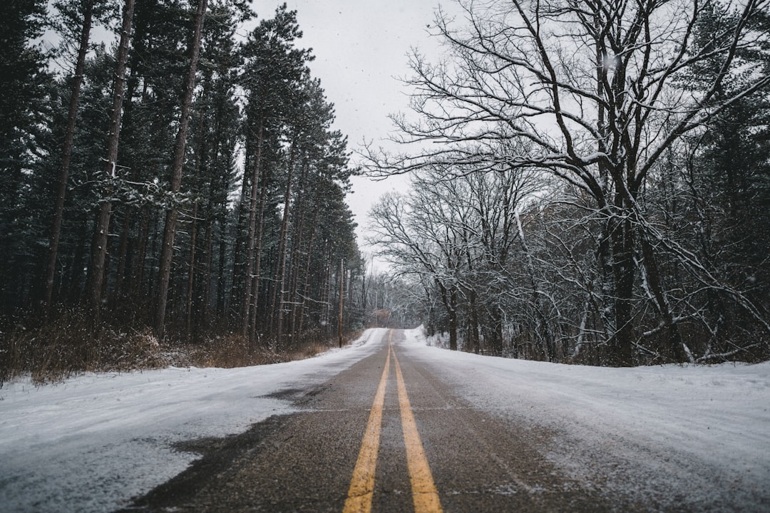 person taking a picture of gray road surrounded by trees