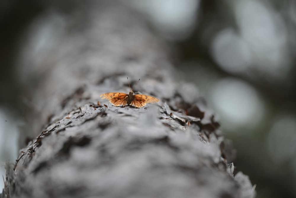 brown butterfly on tree