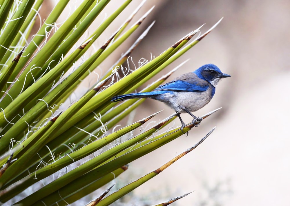 blue bird perching on grass