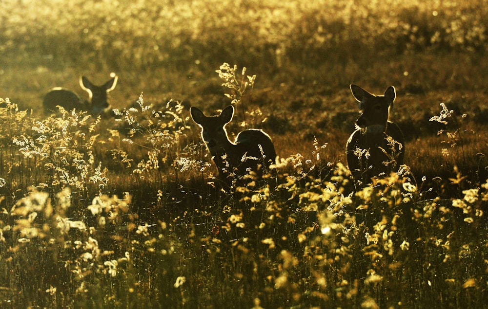 silhouette photo of deer beside yellow petaled flowers