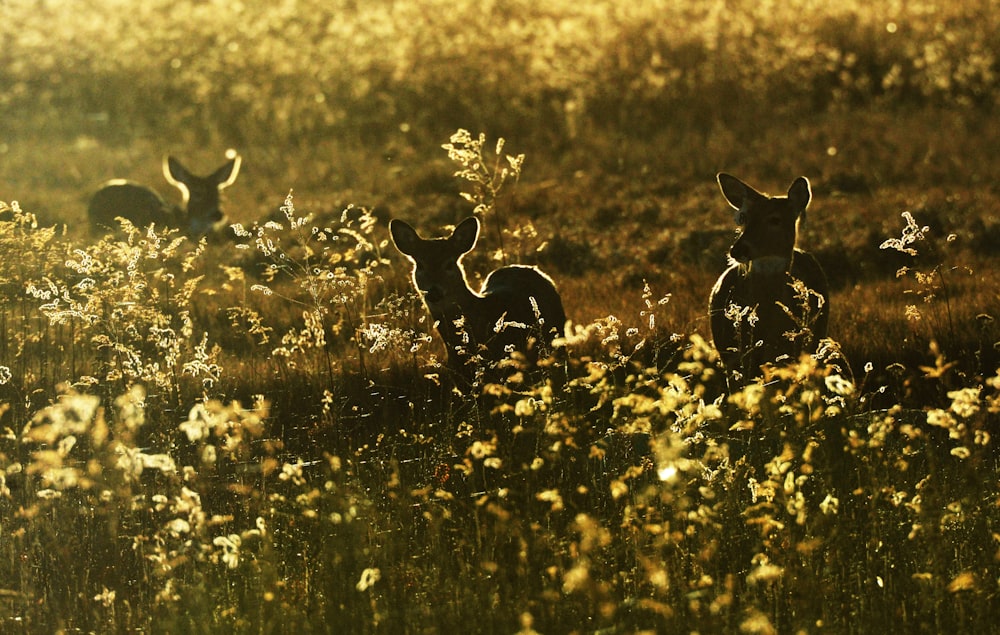 黄色い花びらの花の横の鹿のシルエット写真