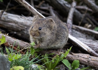 brown rodent eating grass