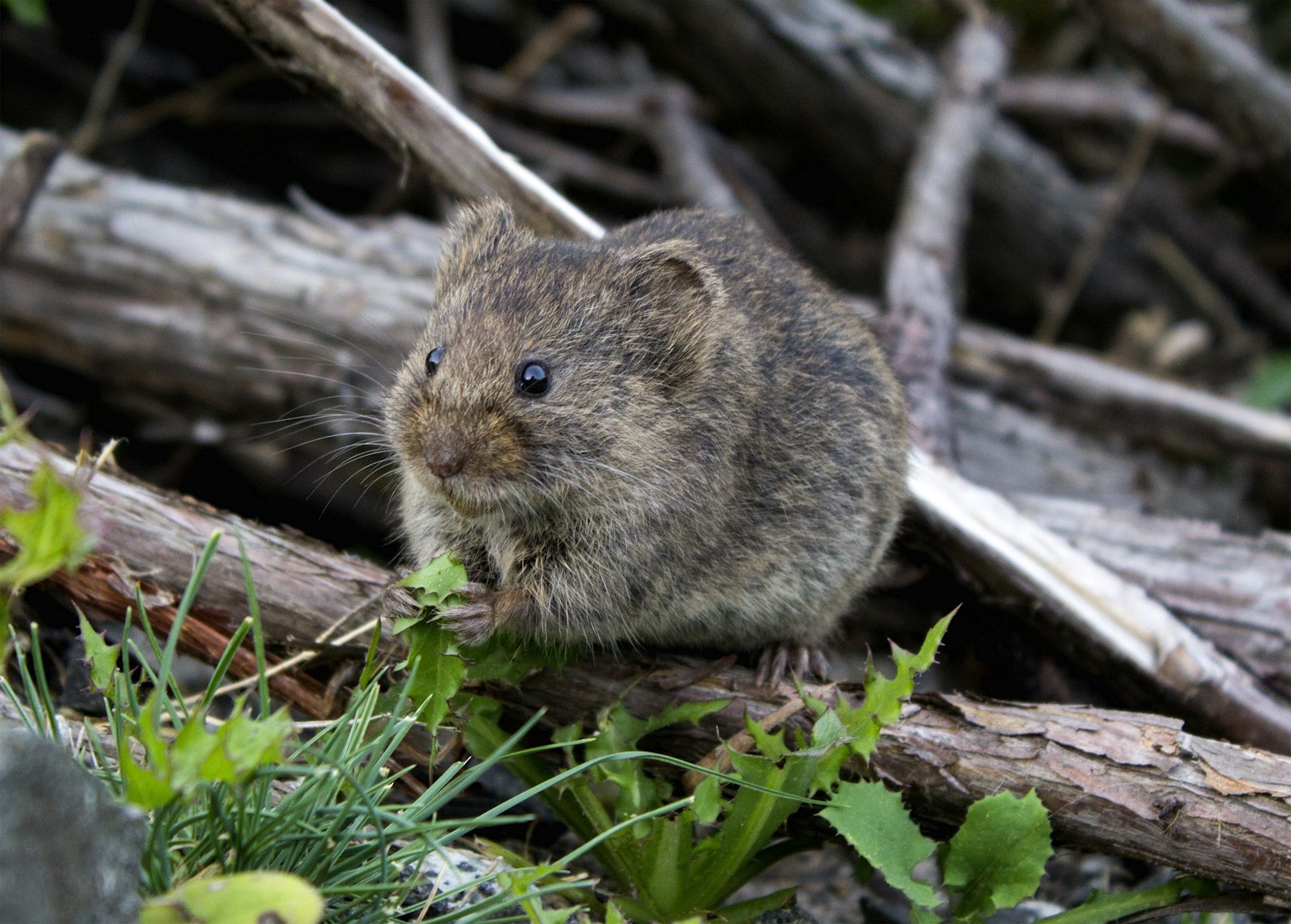 Meet the Mice Who Make the Forest