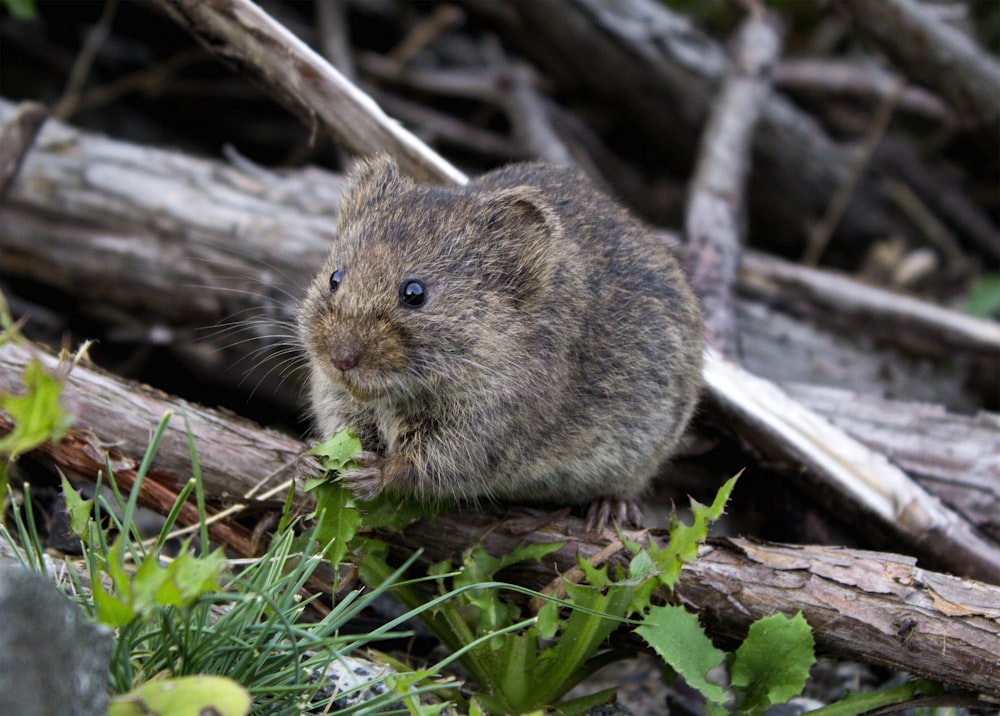 brown rodent eating grass