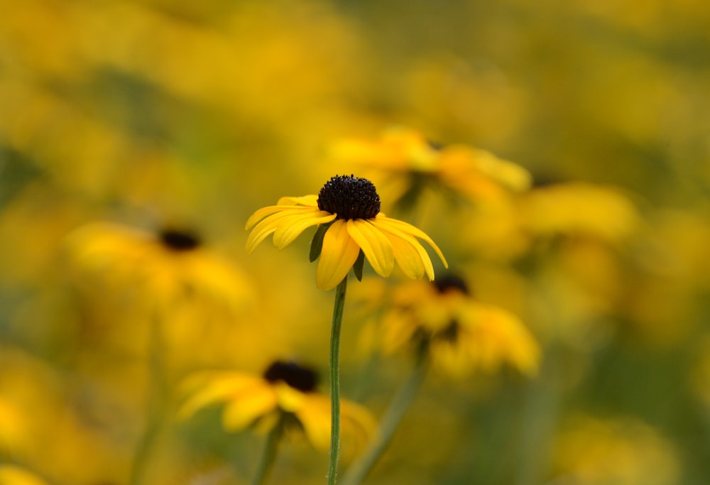 selective focus photography of black-eyed Susan