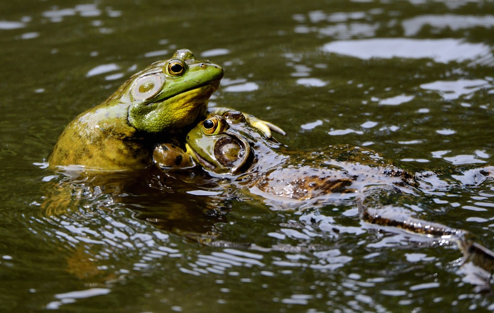 frogs on body of water