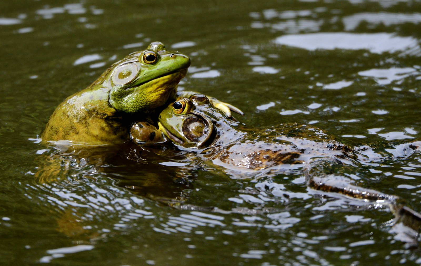 Nikon AF-S Nikkor 80-400mm F4.5-5.6G ED VR sample photo. Frogs on body of photography