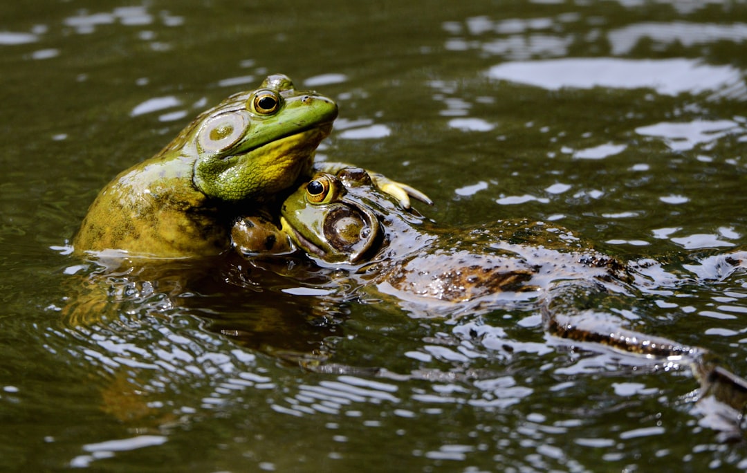 Watching bullfrogs wrestling for territory is good fun. It’s amazing how long they will continue to duel. The fine ripples in this image radiating out from the frogs are actually created by their croaks used as an intimidation tactic before they leap at one another.