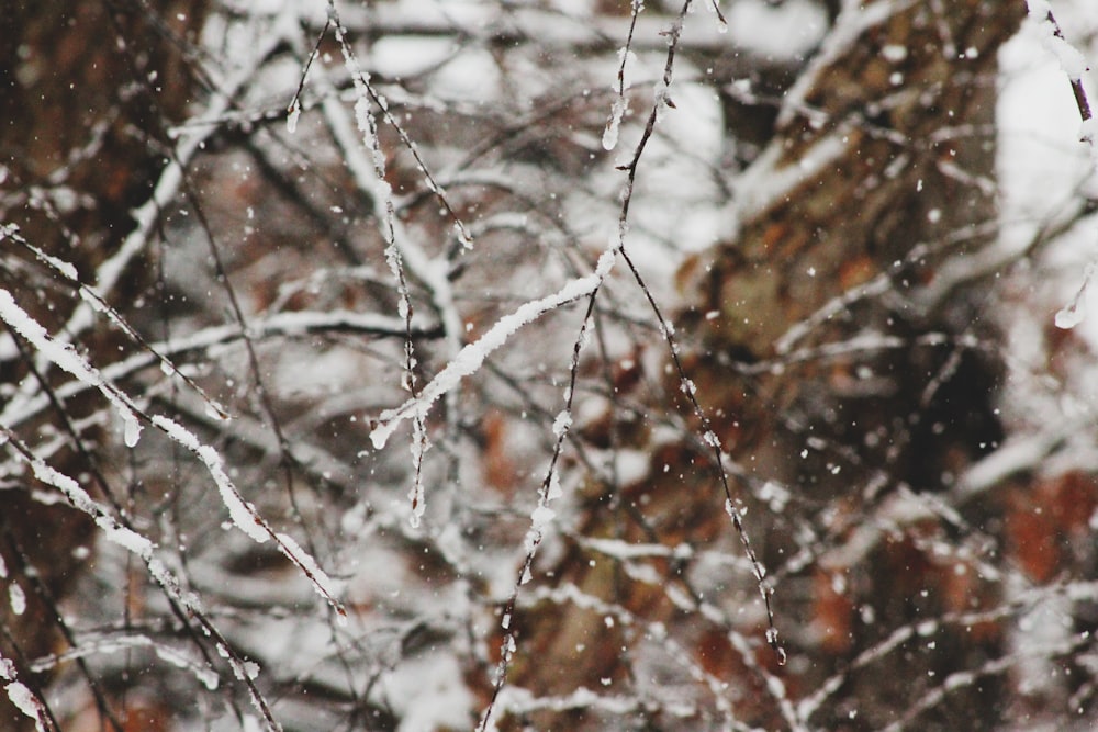 macro shot photography of snow covered tree branches