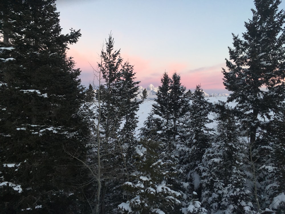 trees covered with snow