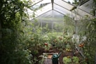 green watering can in green house