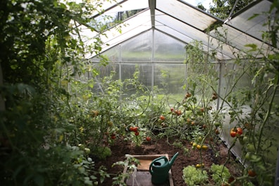 green watering can in green house