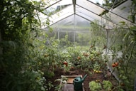green watering can in green house