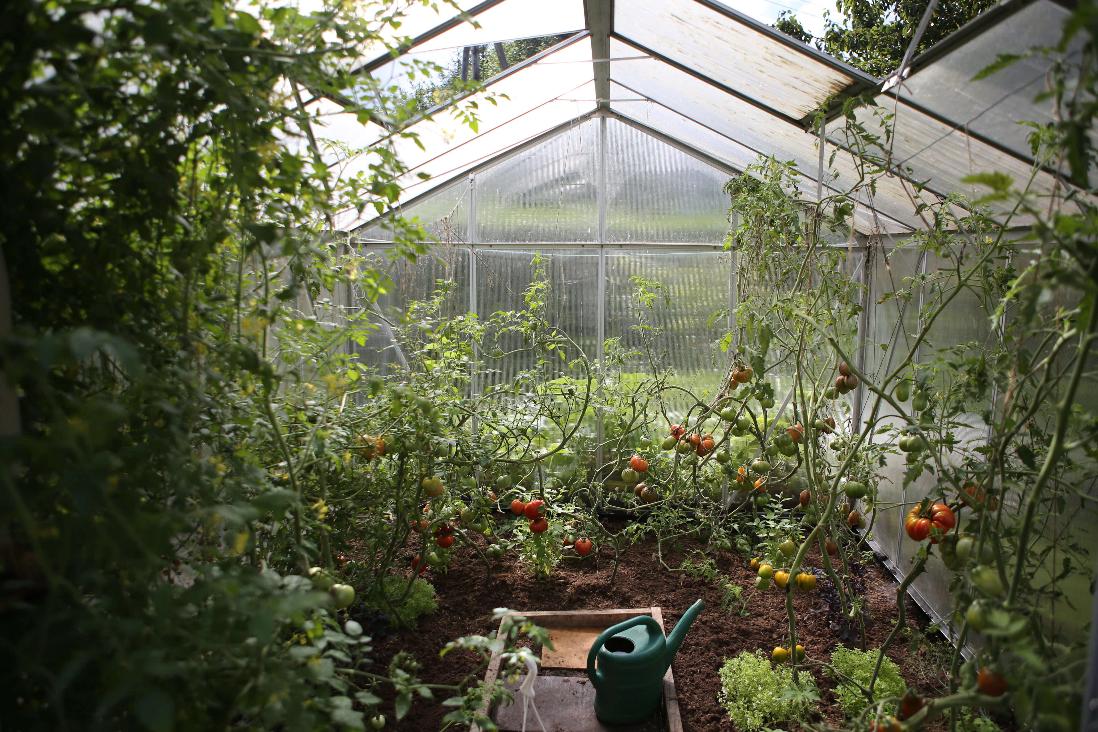 Rows of crops inside a polyhouse