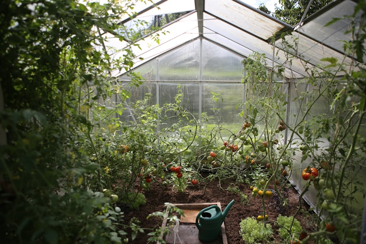 My mum’s tomatoes