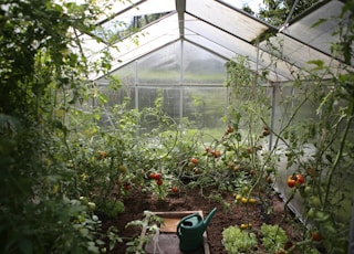 green watering can in green house