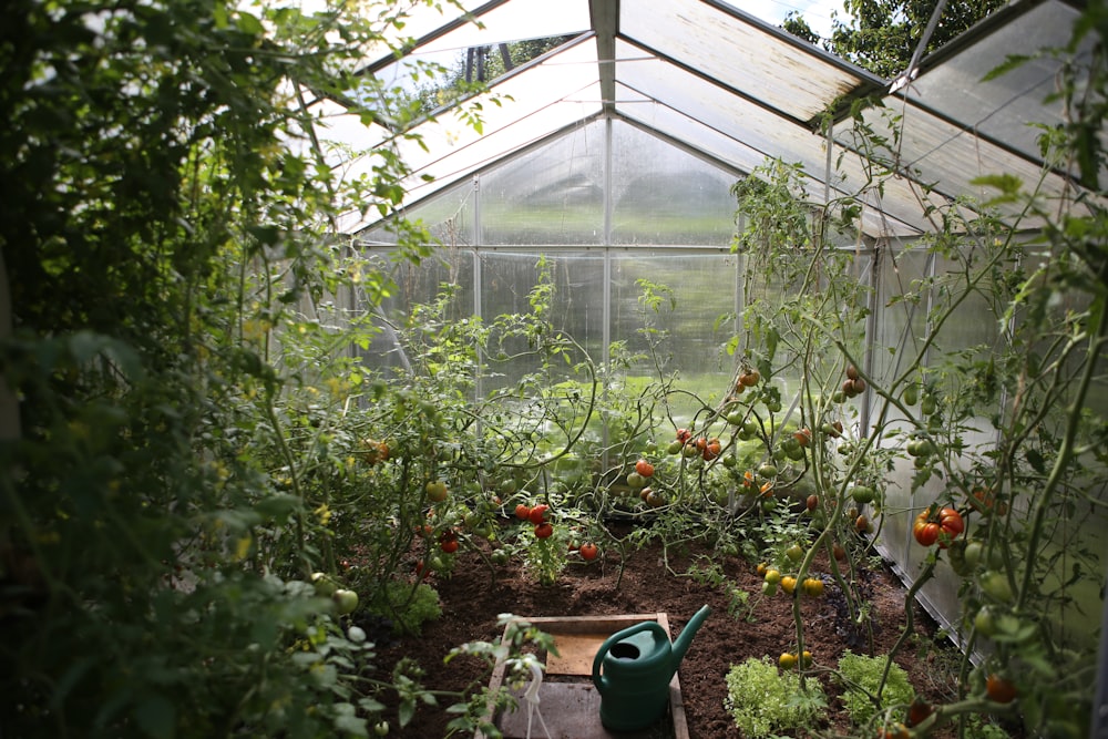 green watering can in green house