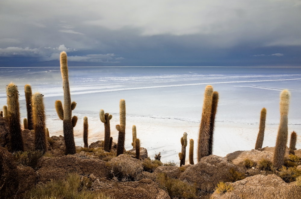 cactus en campo marrón cerca de la playa