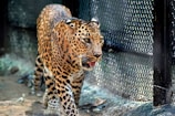 A leopard with distinctive black spots moves gracefully and purposefully along a fenced enclosure, its sharp gaze fixed ahead. The background shows a blurred fence and ground with scattered debris, emphasizing the animal's natural habitat within a controlled environment.