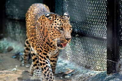 A leopard with distinctive black spots moves gracefully and purposefully along a fenced enclosure, its sharp gaze fixed ahead. The background shows a blurred fence and ground with scattered debris, emphasizing the animal's natural habitat within a controlled environment.