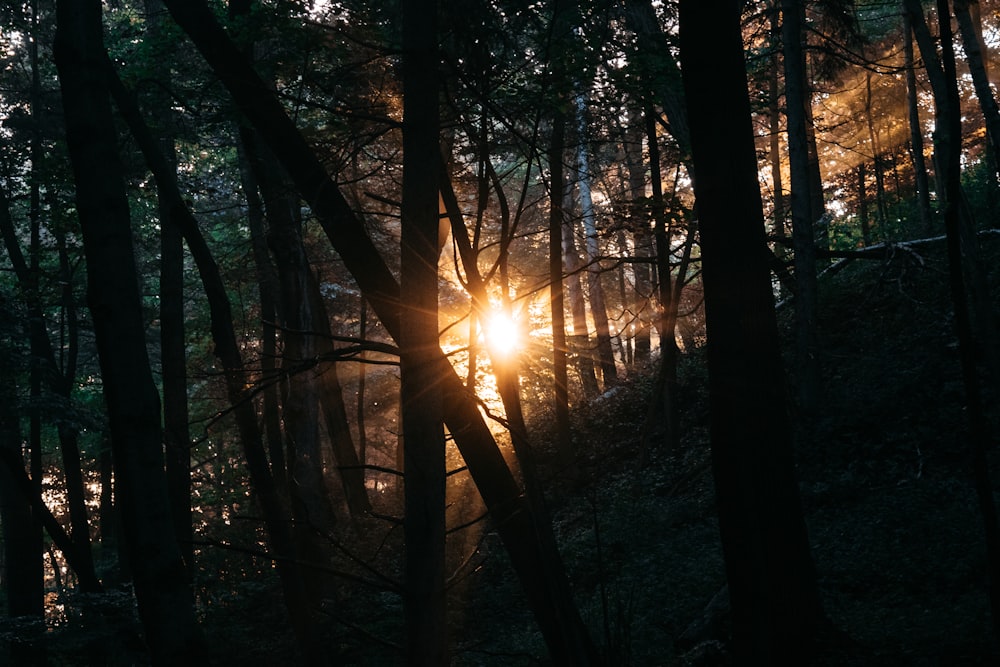 森の木々の間を通り抜ける太陽の光