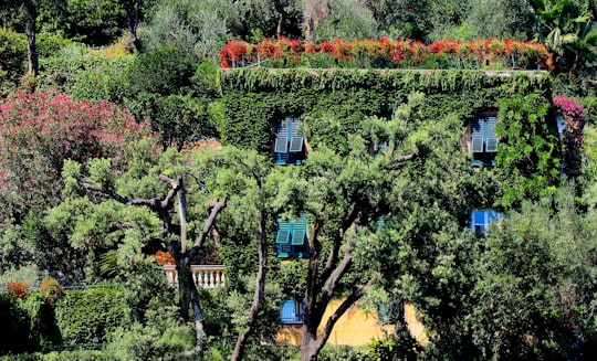 assorted-colors of flowers in bloom on top of house in Portofino Italy