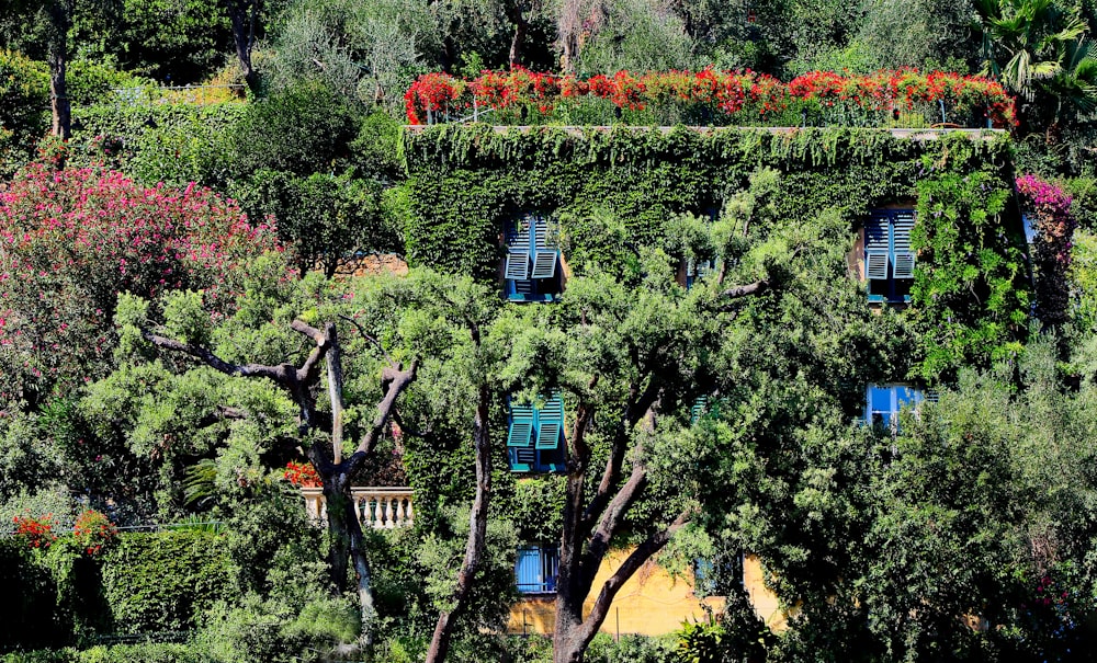 assorted-colors of flowers in bloom on top of house