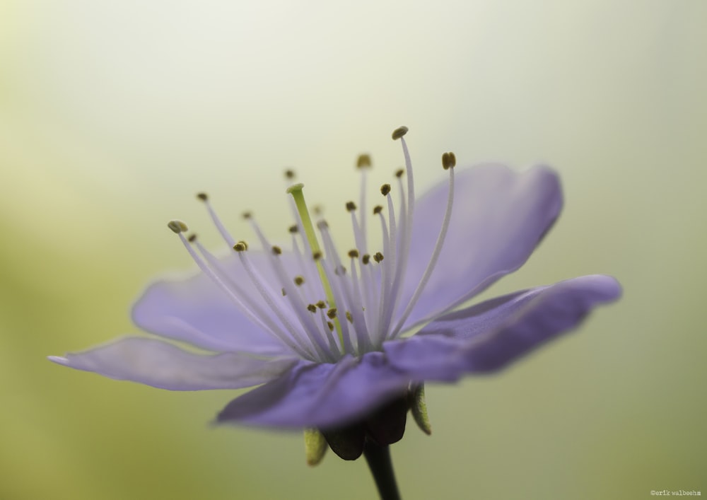 紫色の花びらの花が咲いています