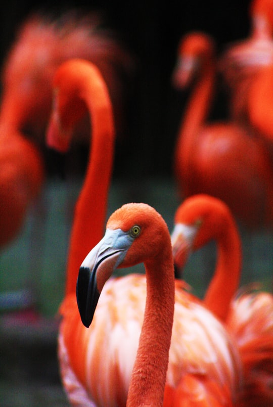 flock of American flamingos in Jurong Bird Park Singapore