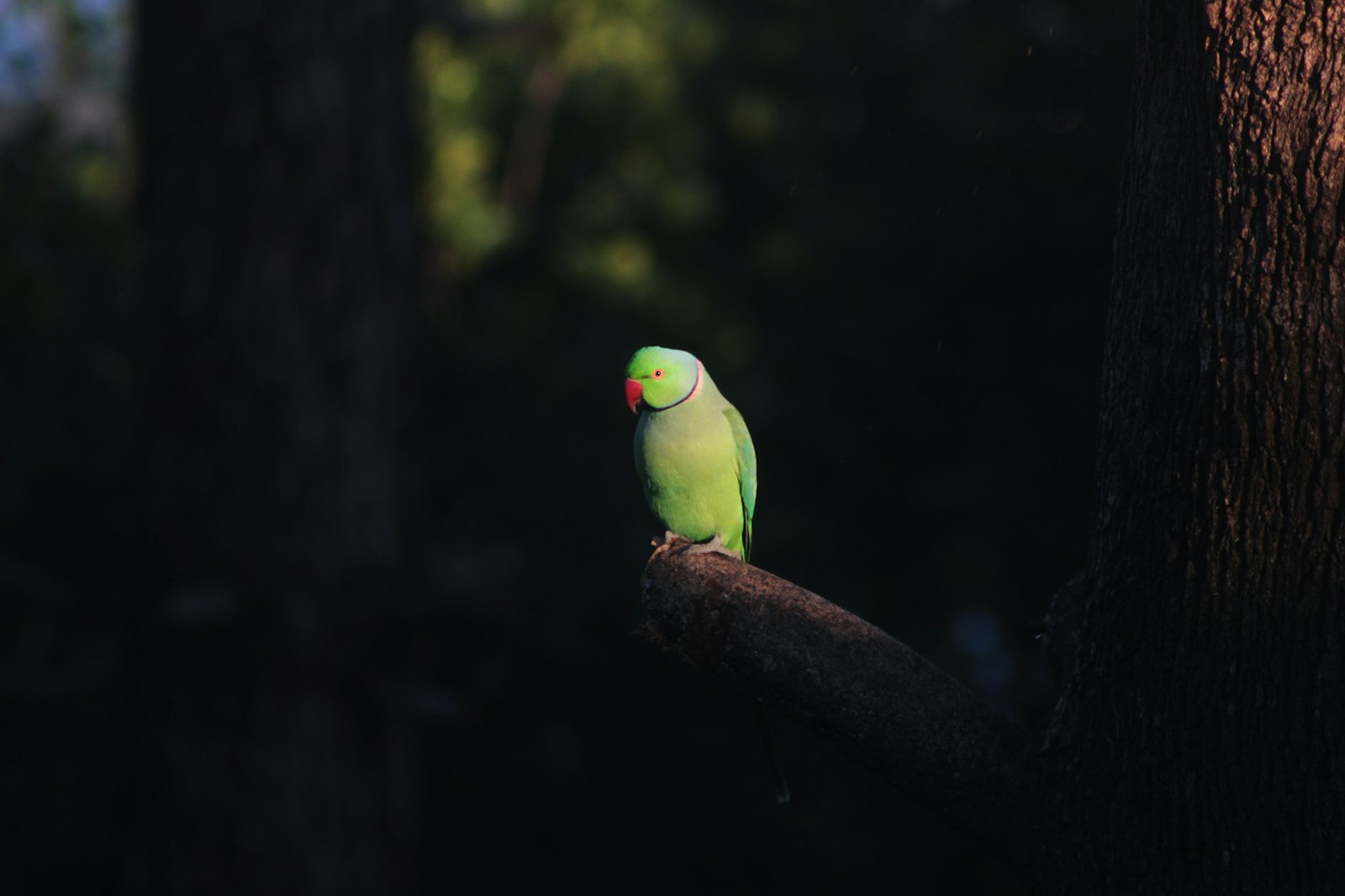 Canon EOS 700D (EOS Rebel T5i / EOS Kiss X7i) + Canon EF 75-300mm f/4-5.6 sample photo. Green parrot on tree photography
