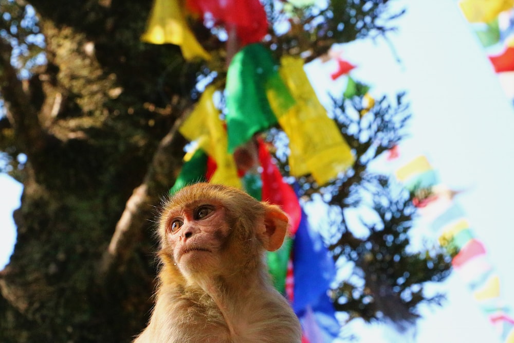 昼間の木の上の猿