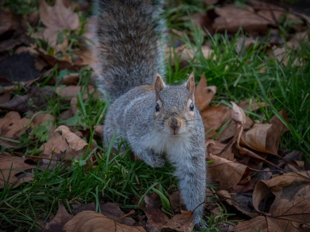 squirrel on grass and dry leaves