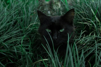 black cat hiding behind green grass