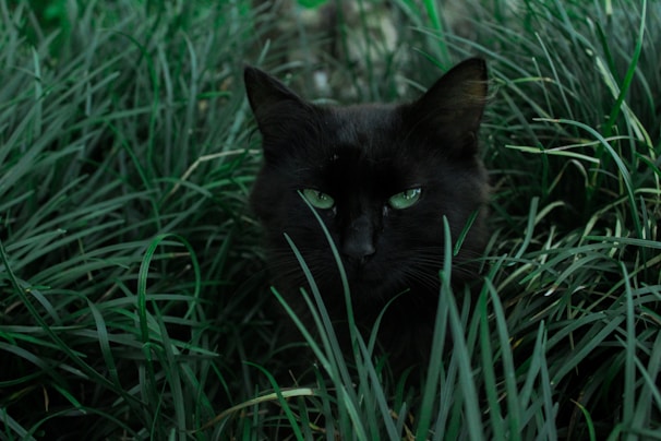 black cat hiding behind green grass